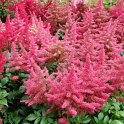 Astilbe japonica 'Dusselsdorf'